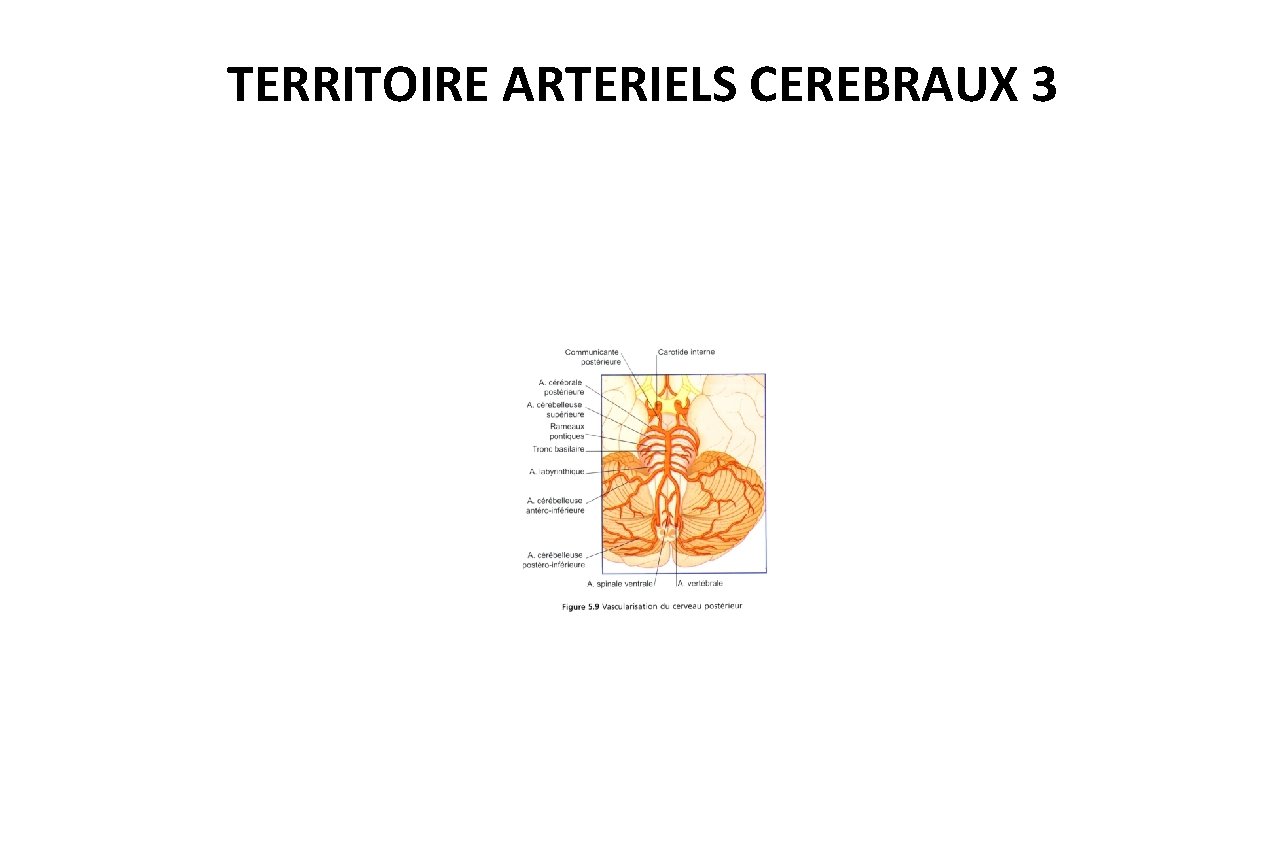 TERRITOIRE ARTERIELS CEREBRAUX 3 