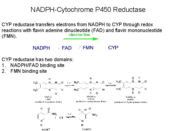 NADPH-Cytochrome P 450 Reductase CYP reductase transfers electrons from NADPH to CYP through redox