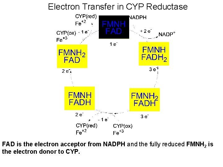 Electron Transfer in CYP Reductase FAD is the electron acceptor from NADPH and the