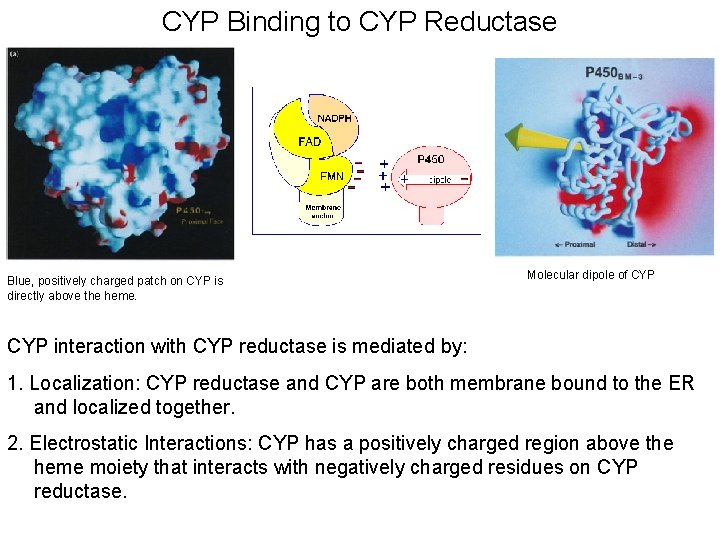 CYP Binding to CYP Reductase Blue, positively charged patch on CYP is directly above