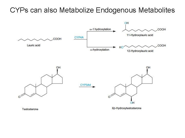 CYPs can also Metabolize Endogenous Metabolites 