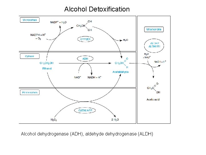 Alcohol Detoxification Alcohol dehydrogenase (ADH), aldehyde dehydrogenase (ALDH) 