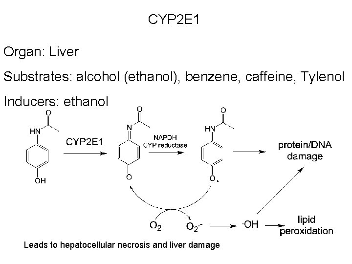 CYP 2 E 1 Organ: Liver Substrates: alcohol (ethanol), benzene, caffeine, Tylenol Inducers: ethanol