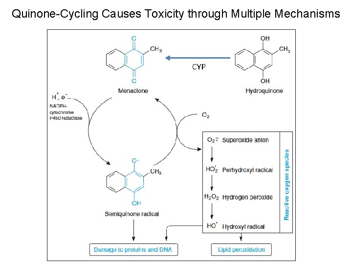 Quinone-Cycling Causes Toxicity through Multiple Mechanisms CYP 