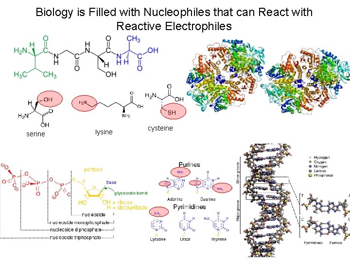Biology is Filled with Nucleophiles that can React with Reactive Electrophiles serine lysine cysteine