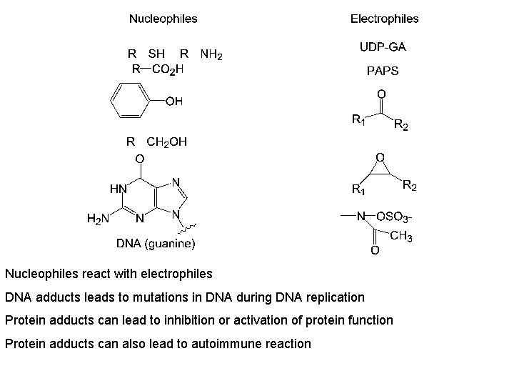 Nucleophiles react with electrophiles DNA adducts leads to mutations in DNA during DNA replication
