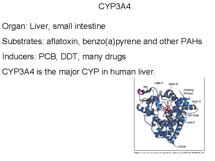 CYP 3 A 4 Organ: Liver, small intestine Substrates: aflatoxin, benzo(a)pyrene and other PAHs