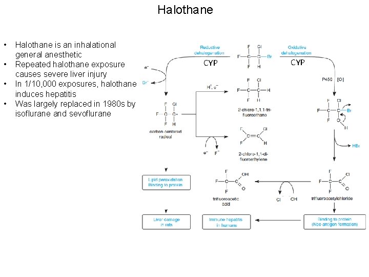 Halothane • • Halothane is an inhalational general anesthetic Repeated halothane exposure causes severe
