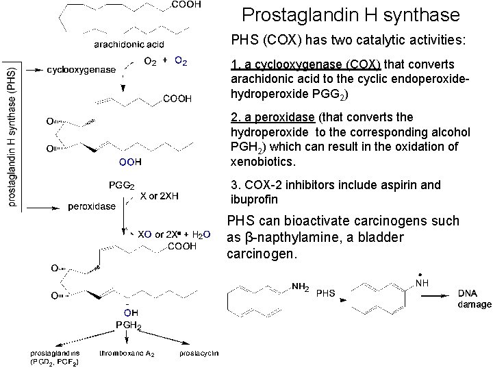 Prostaglandin H synthase PHS (COX) has two catalytic activities: 1. a cyclooxygenase (COX) that