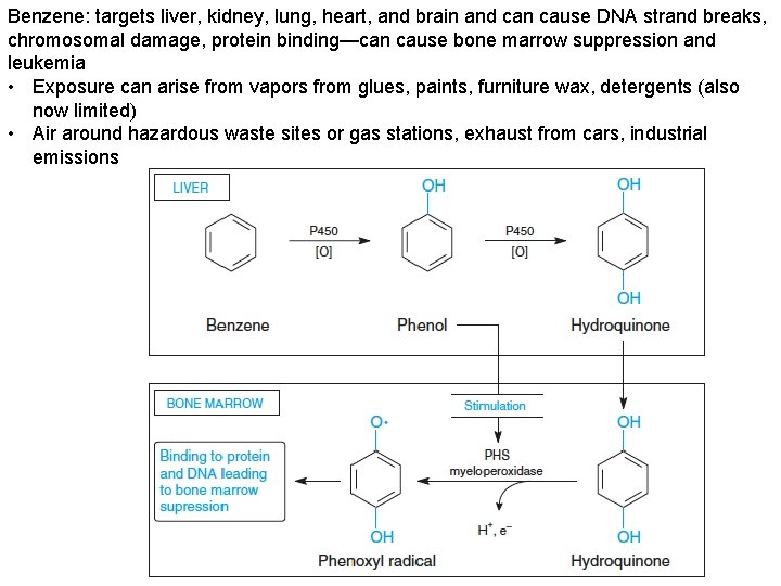 Benzene: targets liver, kidney, lung, heart, and brain and can cause DNA strand breaks,
