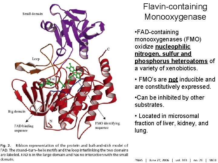 Flavin-containing Monooxygenase • FAD-containing monooxygenases (FMO) oxidize nucleophilic nitrogen, sulfur and phosphorus heteroatoms of