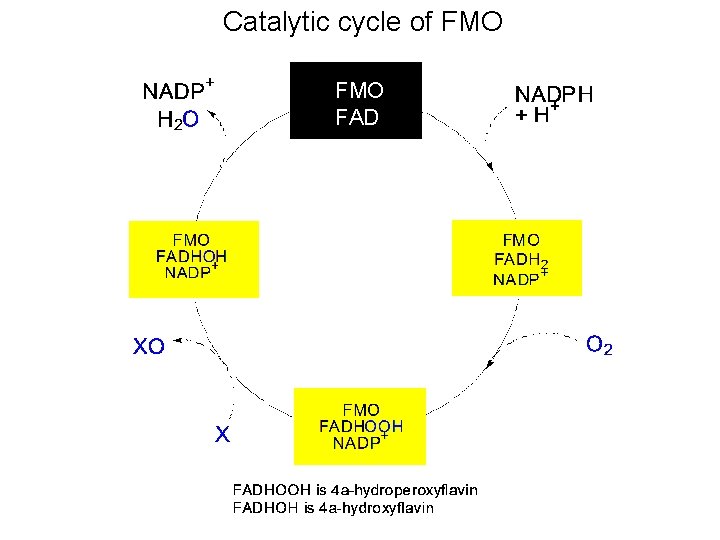 Catalytic cycle of FMO FAD 