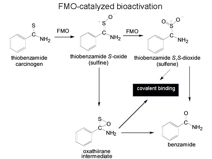 FMO-catalyzed bioactivation covalent binding 