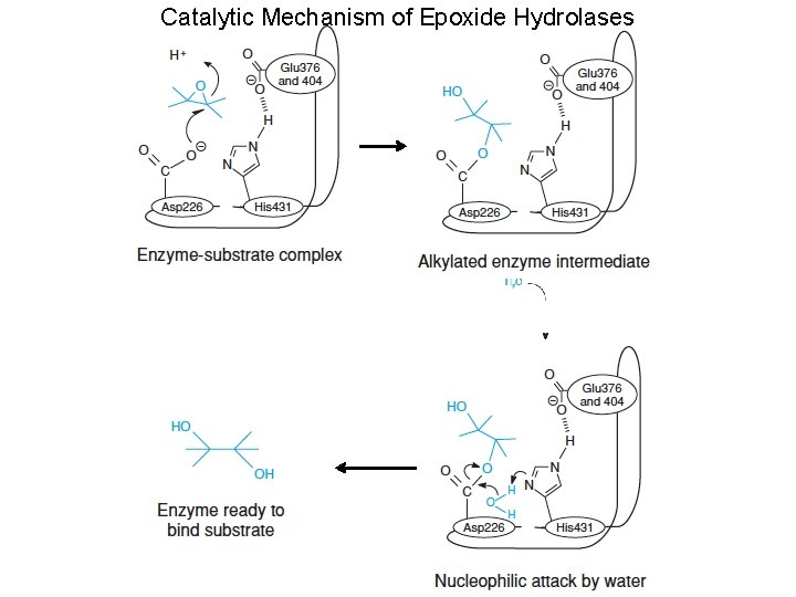 Catalytic Mechanism of Epoxide Hydrolases 