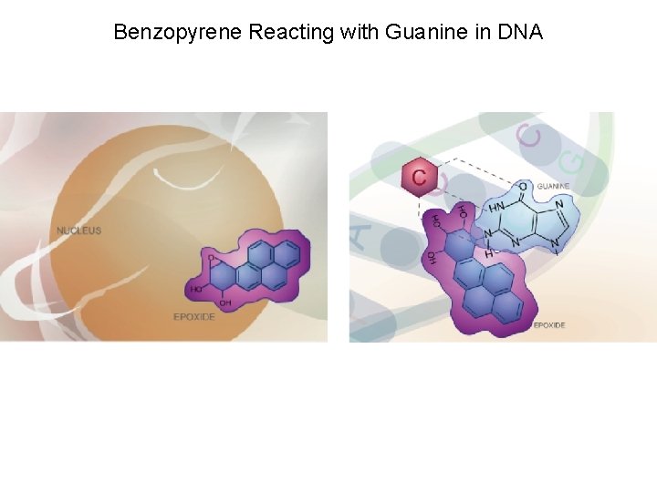 Benzopyrene Reacting with Guanine in DNA 