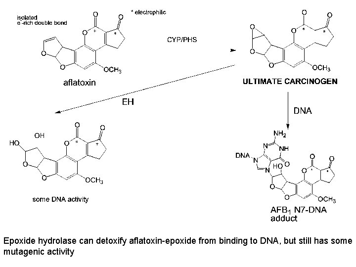 Epoxide hydrolase can detoxify aflatoxin-epoxide from binding to DNA, but still has some mutagenic