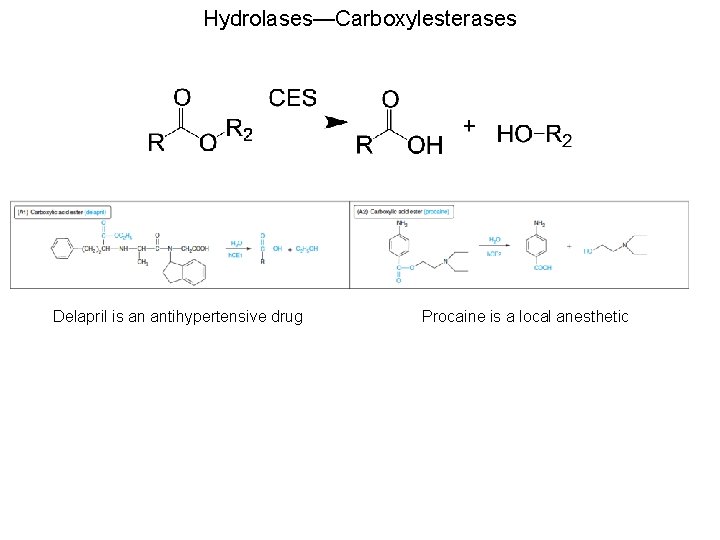 Hydrolases—Carboxylesterases Delapril is an antihypertensive drug Procaine is a local anesthetic 
