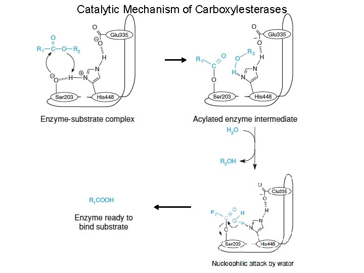 Catalytic Mechanism of Carboxylesterases 