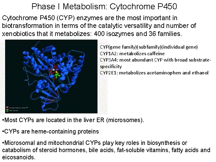 Phase I Metabolism: Cytochrome P 450 (CYP) enzymes are the most important in biotransformation