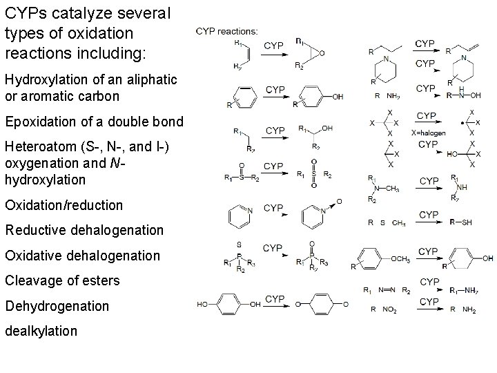 CYPs catalyze several types of oxidation reactions including: Hydroxylation of an aliphatic or aromatic