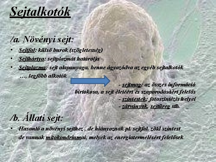 Sejtalkotók /a. Növényi sejt: • Sejtfal: külső burok (szögletesség) • Sejthártya: sejtplazmát határolja •