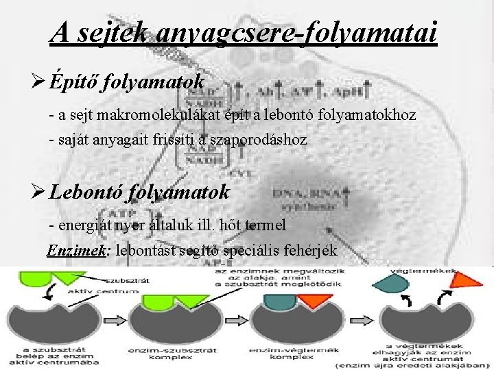 A sejtek anyagcsere-folyamatai Ø Építő folyamatok - a sejt makromolekulákat épít a lebontó folyamatokhoz