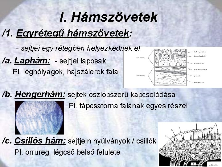 I. Hámszövetek /1. Egyrétegű hámszövetek: - sejtjei egy rétegben helyezkednek el /a. Laphám: -