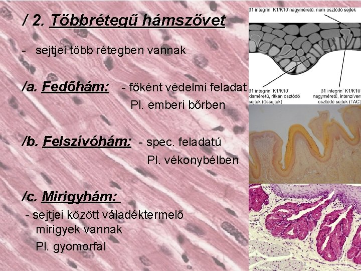 / 2. Többrétegű hámszövet - sejtjei több rétegben vannak /a. Fedőhám: - főként védelmi