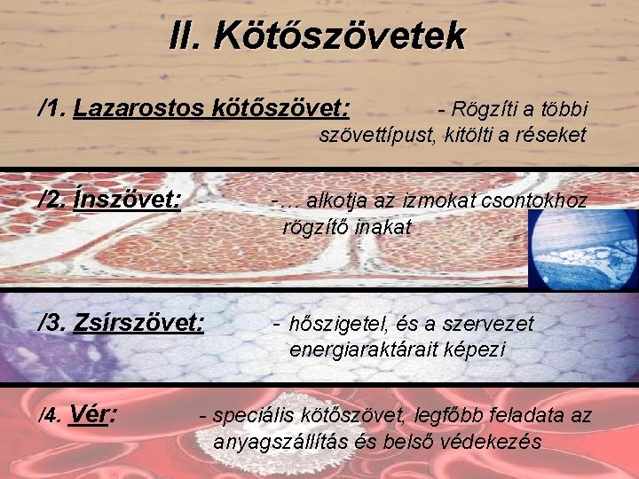 II. Kötőszövetek /1. Lazarostos kötőszövet: - Rögzíti a többi szövettípust, kitölti a réseket /2.