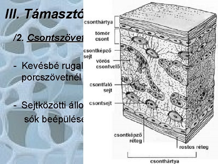 III. Támasztószövetek /2. Csontszövet: - Kevésbé rugalmas, de sokkal szilárdabb a porcszövetnél - Sejtközötti