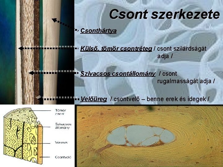 Csont szerkezete Csonthártya Külső, tömör csontréteg / csont szilárdságát adja / Szivacsos csontállomány /