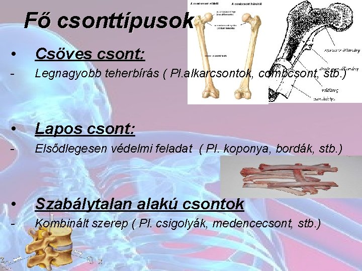 Fő csonttípusok • Csöves csont: - Legnagyobb teherbírás ( Pl. alkarcsontok, combcsont, stb. )