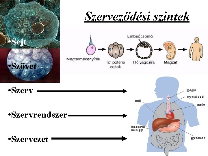 Szerveződési szintek • Sejt • Szövet • Szervrendszer • Szervezet 