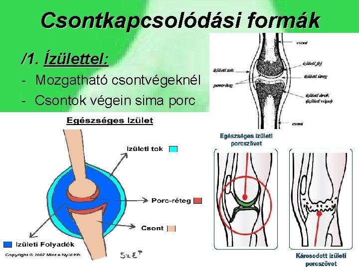 Csontkapcsolódási formák /1. Ízülettel: - Mozgatható csontvégeknél - Csontok végein sima porc 