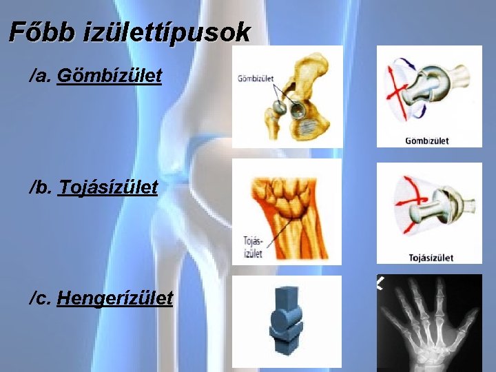 Főbb izülettípusok /a. Gömbízület /b. Tojásízület /c. Hengerízület 