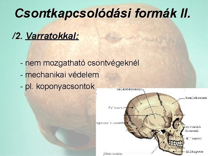 Csontkapcsolódási formák II. /2. Varratokkal: - nem mozgatható csontvégeknél - mechanikai védelem - pl.