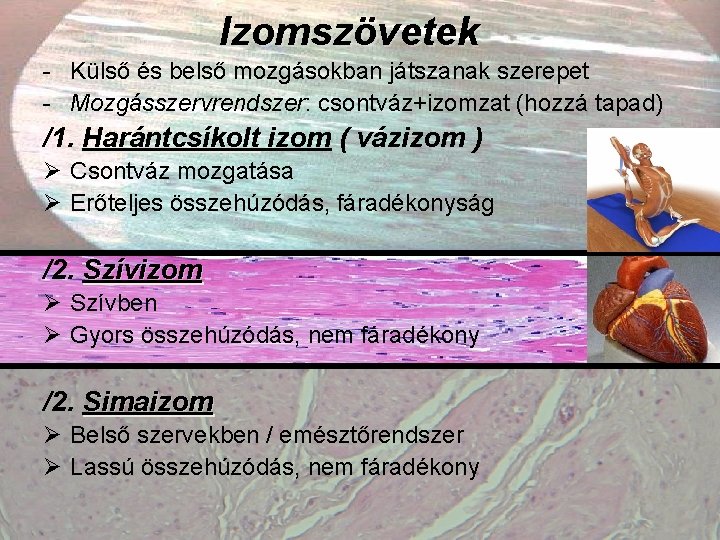 Izomszövetek - Külső és belső mozgásokban játszanak szerepet - Mozgásszervrendszer: csontváz+izomzat (hozzá tapad) /1.