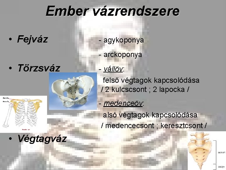 Ember vázrendszere • Fejváz - agykoponya - arckoponya • Törzsváz - vállöv: felső végtagok