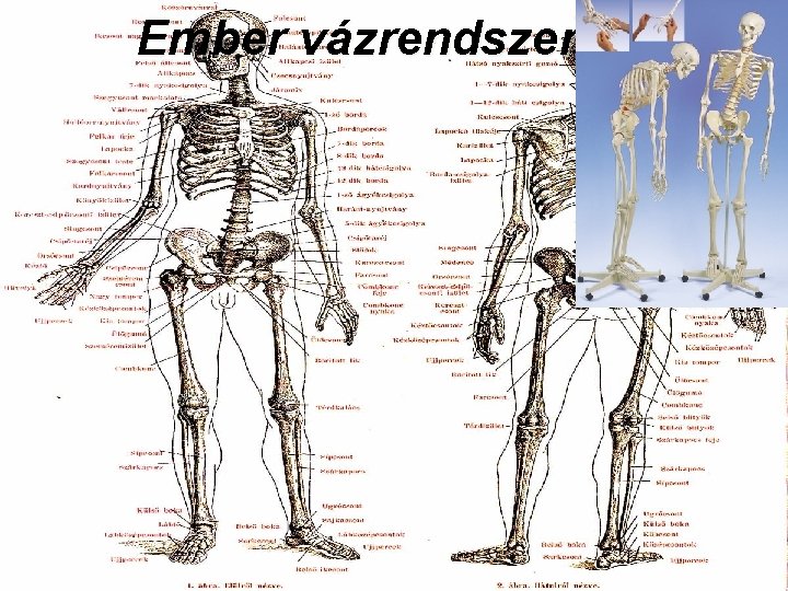 Ember vázrendszere 