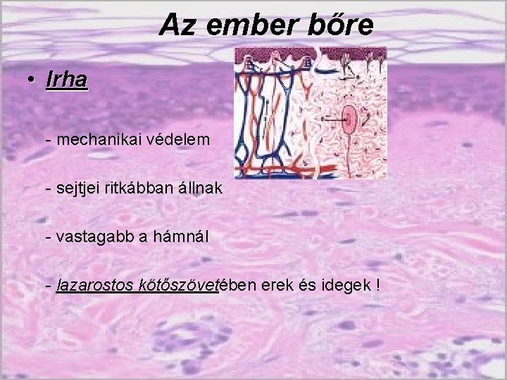 Az ember bőre • Irha - mechanikai védelem - sejtjei ritkábban állnak - vastagabb