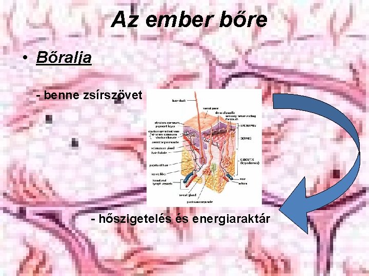 Az ember bőre • Bőralja - benne zsírszövet - hőszigetelés és energiaraktár 