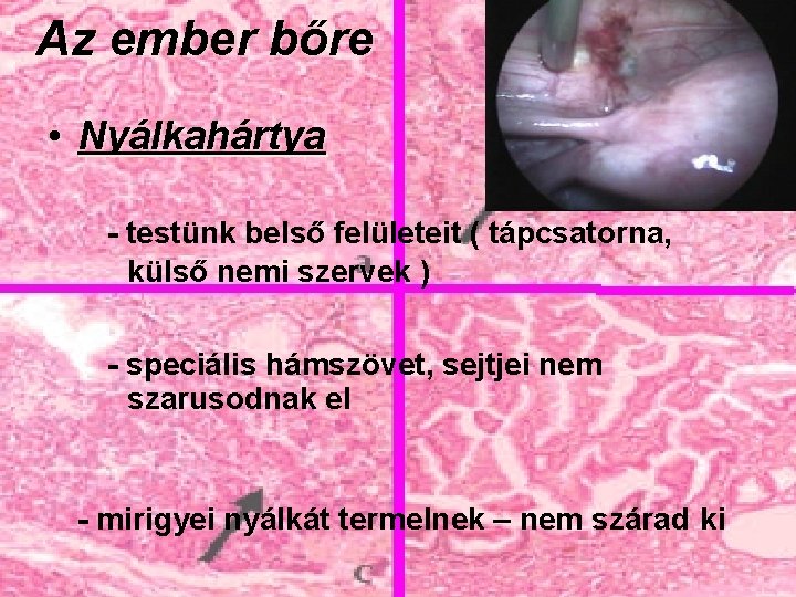 Az ember bőre • Nyálkahártya - testünk belső felületeit ( tápcsatorna, külső nemi szervek