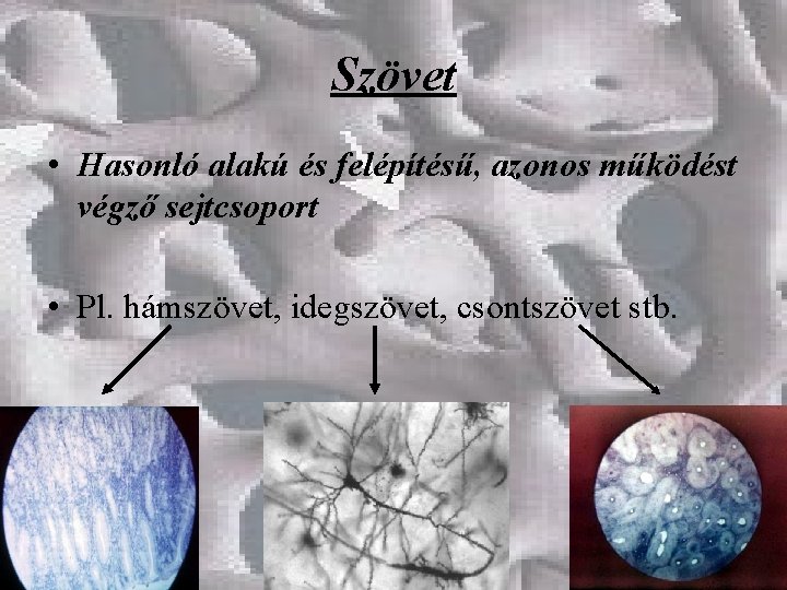 Szövet • Hasonló alakú és felépítésű, azonos működést végző sejtcsoport • Pl. hámszövet, idegszövet,