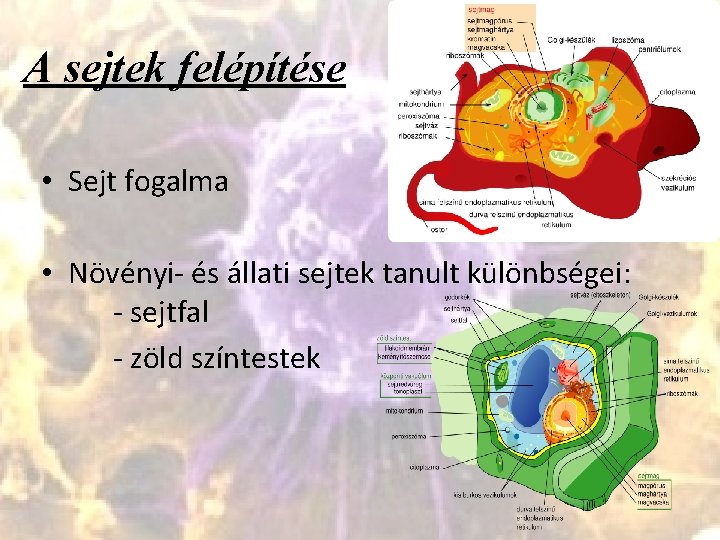 A sejtek felépítése • Sejt fogalma • Növényi- és állati sejtek tanult különbségei: -