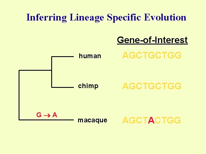 Inferring Lineage Specific Evolution Gene-of-Interest G A human AGCTGCTGG chimp AGCTGCTGG macaque AGCTACTGG 