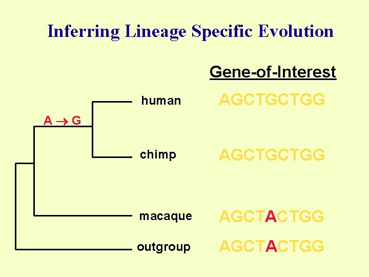 Inferring Lineage Specific Evolution Gene-of-Interest human AGCTGCTGG chimp AGCTGCTGG macaque AGCTACTGG outgroup AGCTACTGG A
