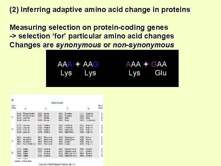 (2) Inferring adaptive amino acid change in proteins Measuring selection on protein-coding genes ->
