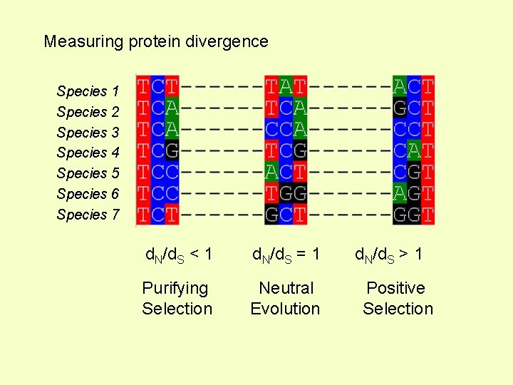 Measuring protein divergence Species 1 Species 2 Species 3 Species 4 Species 5 Species