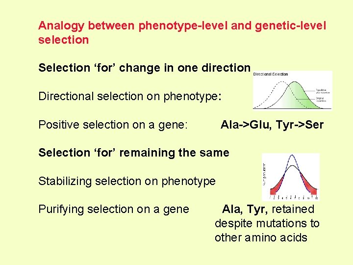 Analogy between phenotype-level and genetic-level selection Selection ‘for’ change in one direction Directional selection