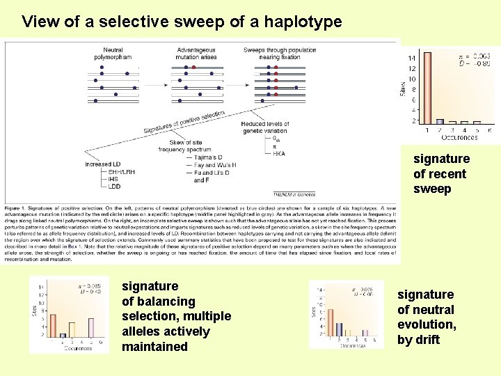 View of a selective sweep of a haplotype signature of recent sweep signature of